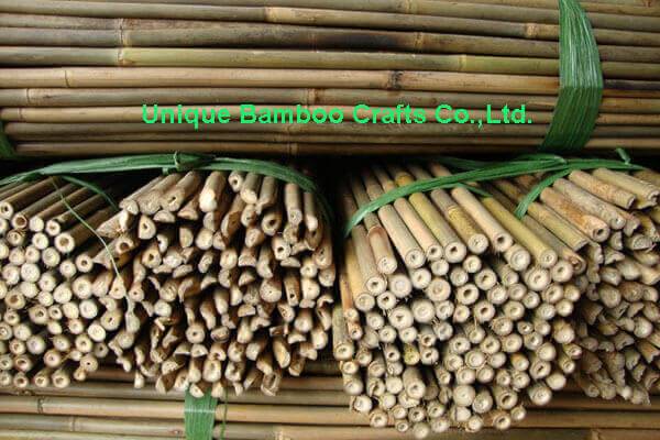 bamboo cane 1 bamboo cane 1