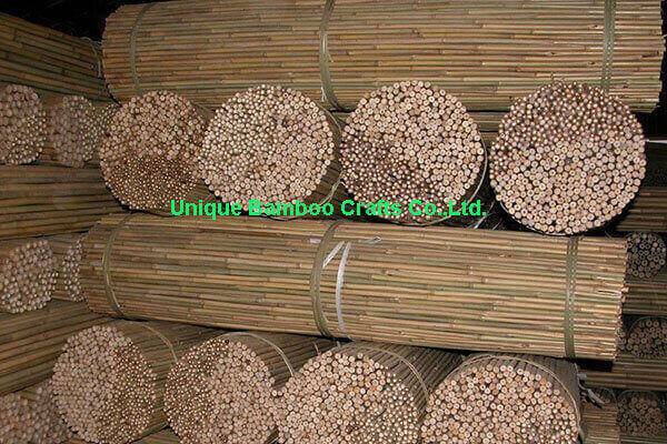 bamboo cane 2 bamboo cane 2
