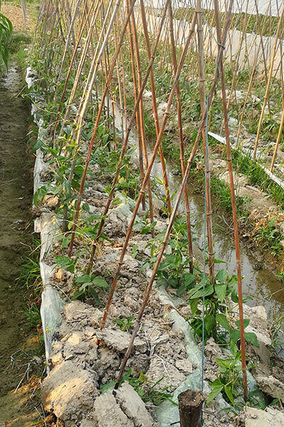 bamboo cane for plant supporting 1 bamboo cane for plant supporting 1