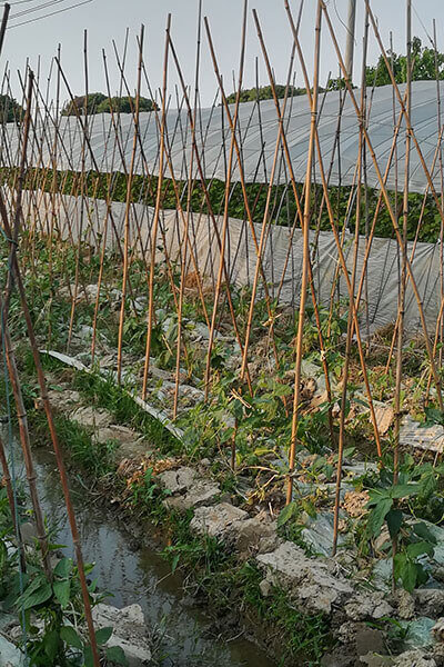 bamboo cane for plant supporting 2 bamboo cane for plant supporting 2